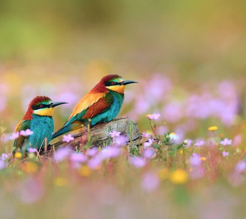 Обои птица, золотистые, щурки, bird, golden, bee-eaters разрешение 1920x1200 Загрузить