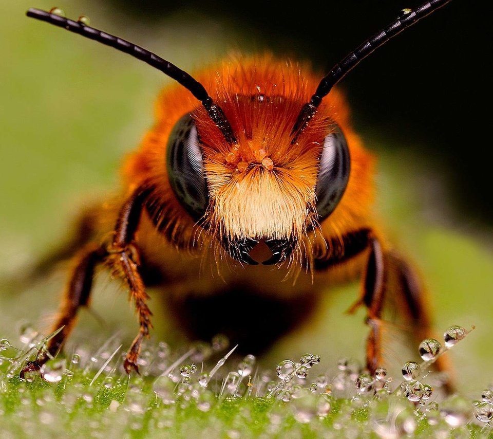 Обои насекомые, пчела, капельки росы, муровей, крупным планом, insects, bee, drops of dew, moores, closeup разрешение 1920x1200 Загрузить