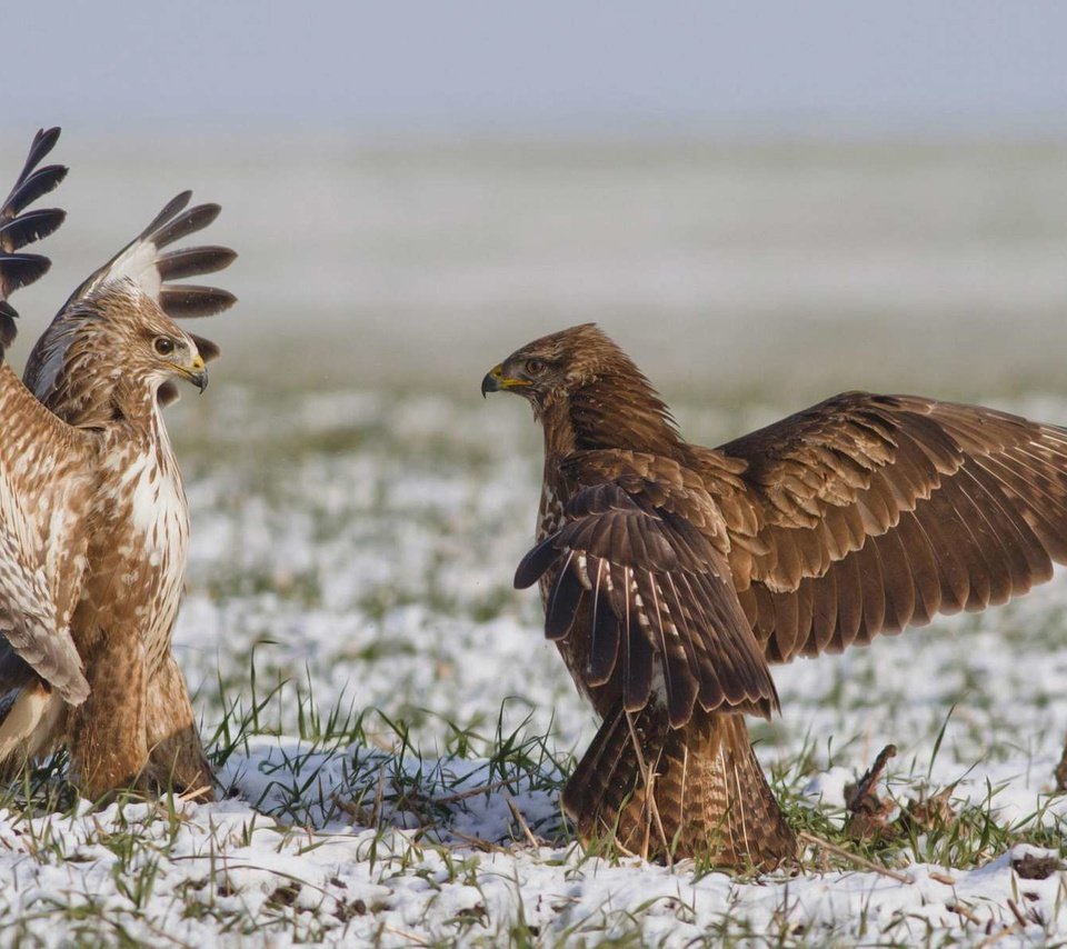 Обои орел, схватка, eagle, fight разрешение 1920x1200 Загрузить