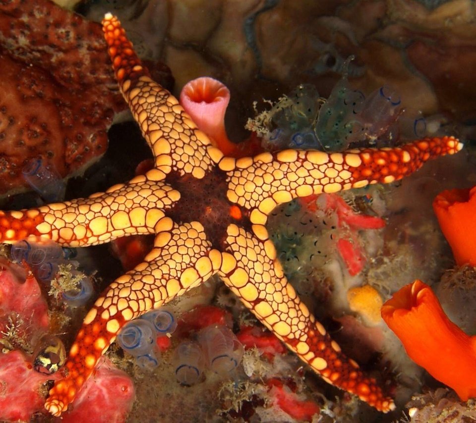 Обои морская звезда, риф, подводный мир, starfish, reef, underwater world разрешение 1920x1200 Загрузить