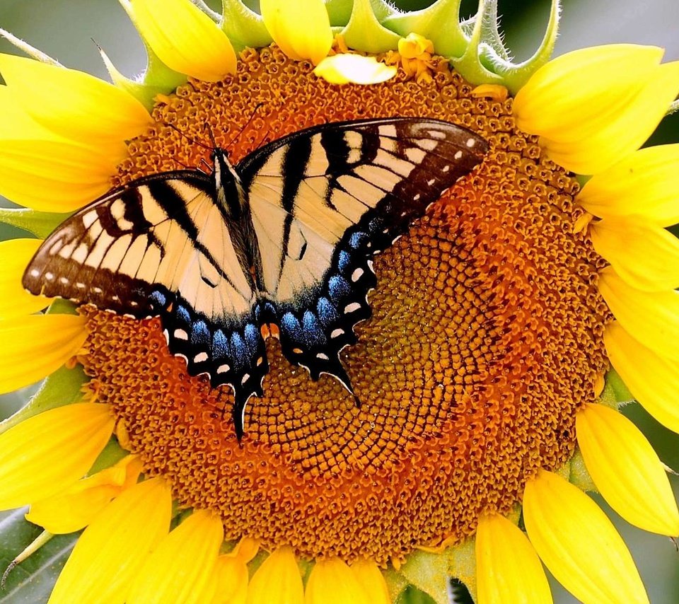 Обои бабочка, подсолнух, butterfly, sunflower разрешение 1920x1200 Загрузить