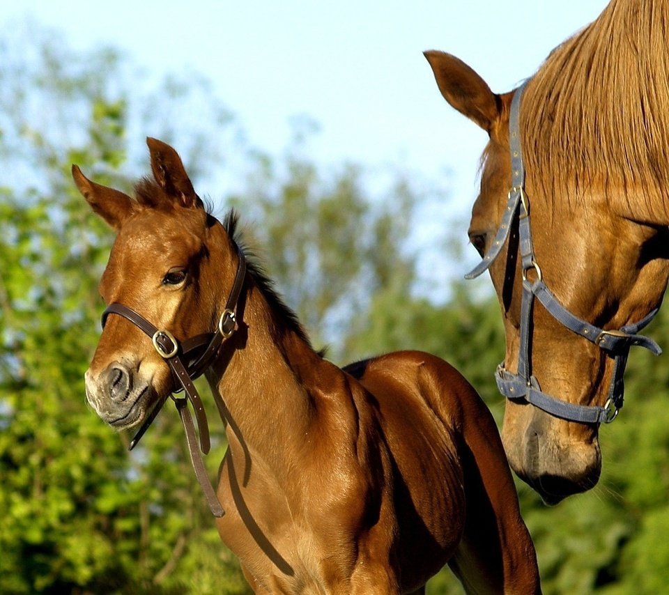 Обои лошадь, конь, жеребенок, кобыла, horse, foal, mare разрешение 1920x1200 Загрузить