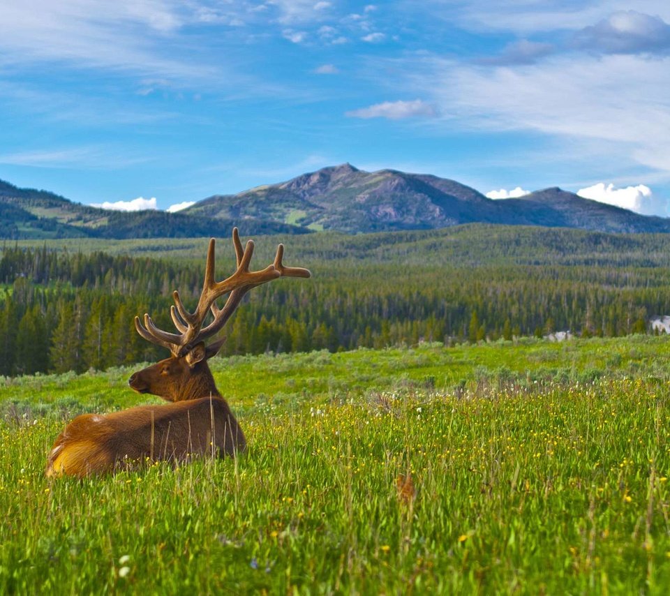 Обои горы, природа, олень, карибу, mountains, nature, deer, caribou разрешение 1920x1200 Загрузить