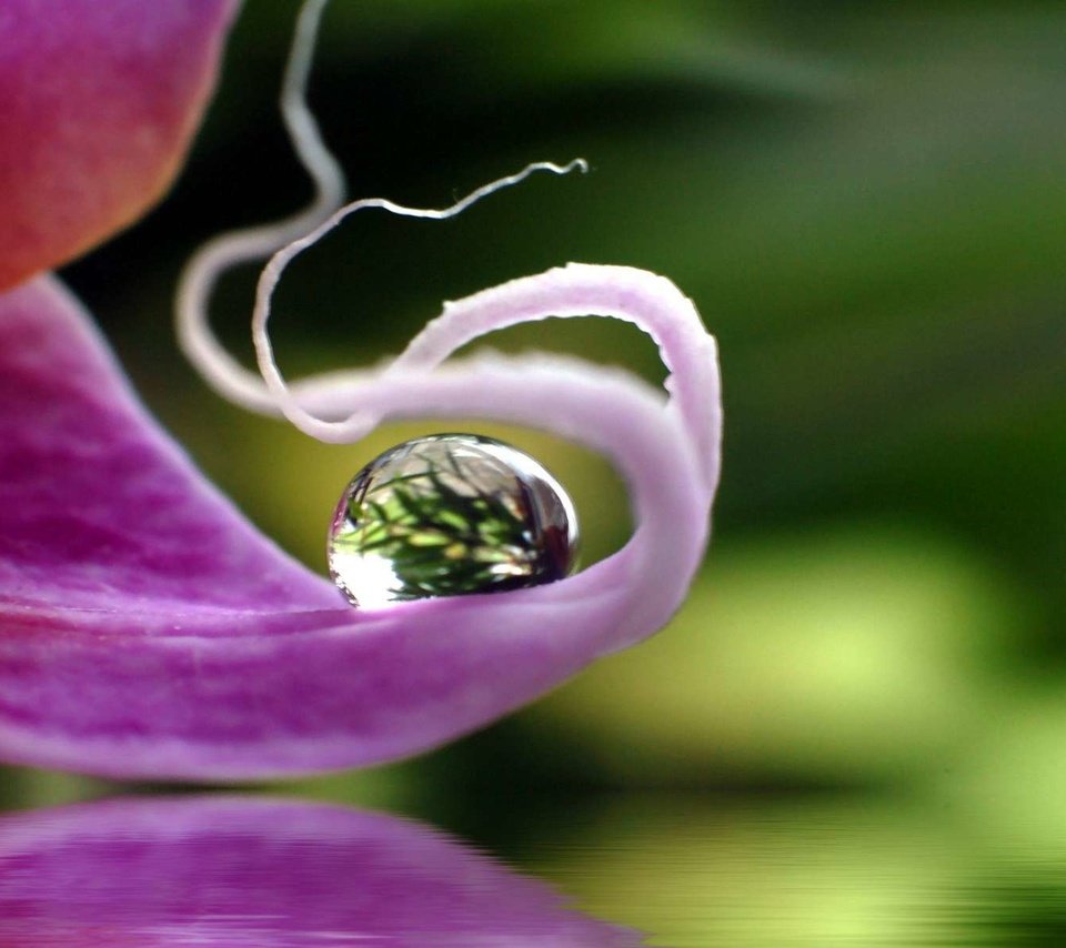 Обои макро, цветок, капля, лепесток, орхидея, macro, flower, drop, petal, orchid разрешение 1920x1200 Загрузить