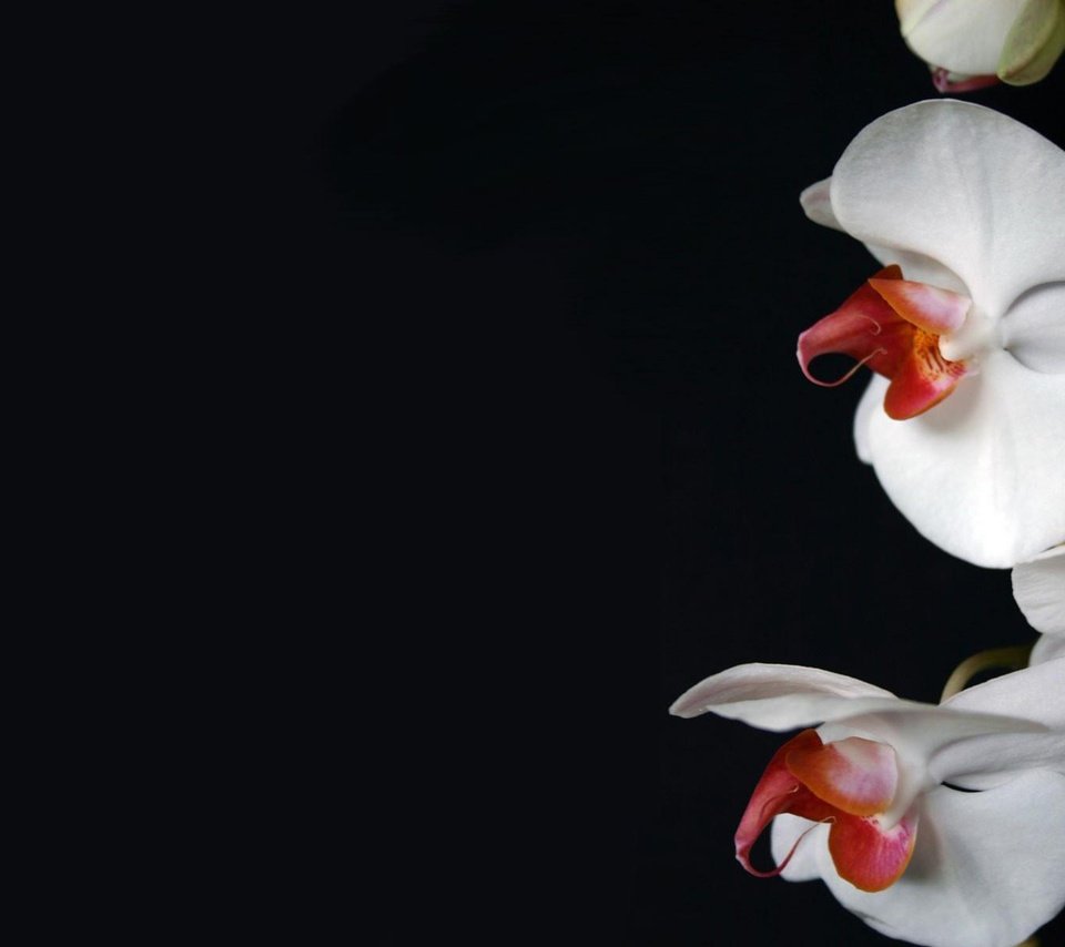 Обои цветы, темный фон, белая, орхидея, flowers, the dark background, white, orchid разрешение 1920x1200 Загрузить