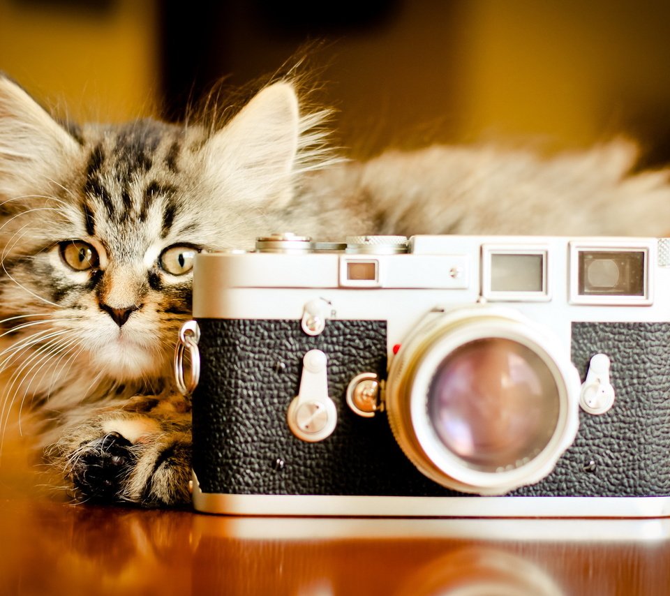 Обои взгляд, котенок, фотоаппарат, камера, look, kitty, the camera, camera разрешение 2560x1600 Загрузить