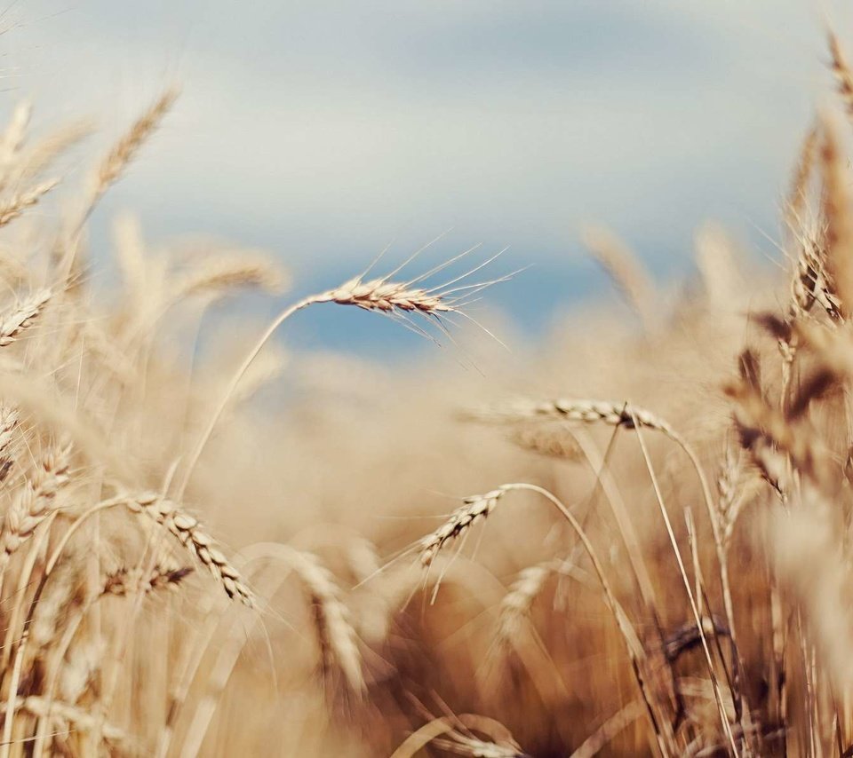 Обои небо, поле, лето, колосья, пшеница, злаки, the sky, field, summer, ears, wheat, cereals разрешение 1920x1200 Загрузить