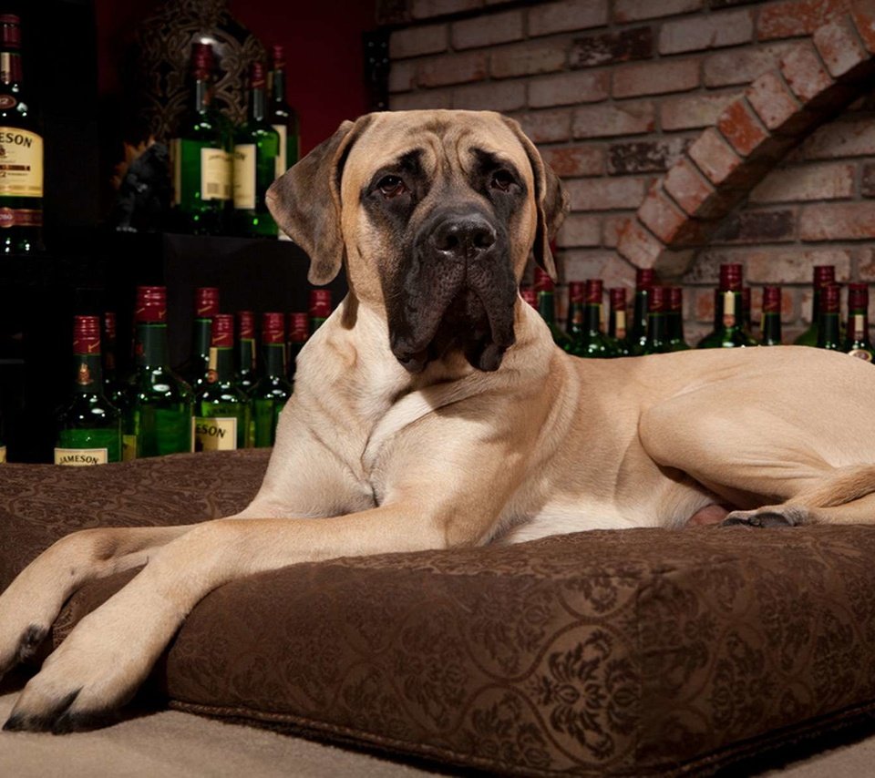 Обои собака, подушка, виски, мастиф, поэа, dog, pillow, whiskey, mastiff, poea разрешение 1920x1200 Загрузить