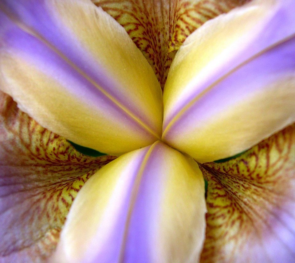 Обои макро, цветок, лепестки, ирис, крупным планом, macro, flower, petals, iris, closeup разрешение 1920x1200 Загрузить