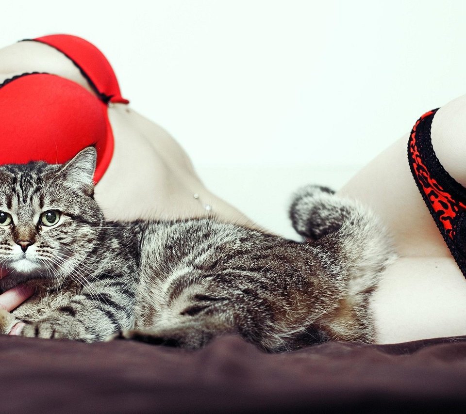 Обои девушка, кот, кошка, кровать, полосатый, эротика, girl, cat, bed, striped, erotic разрешение 1920x1200 Загрузить