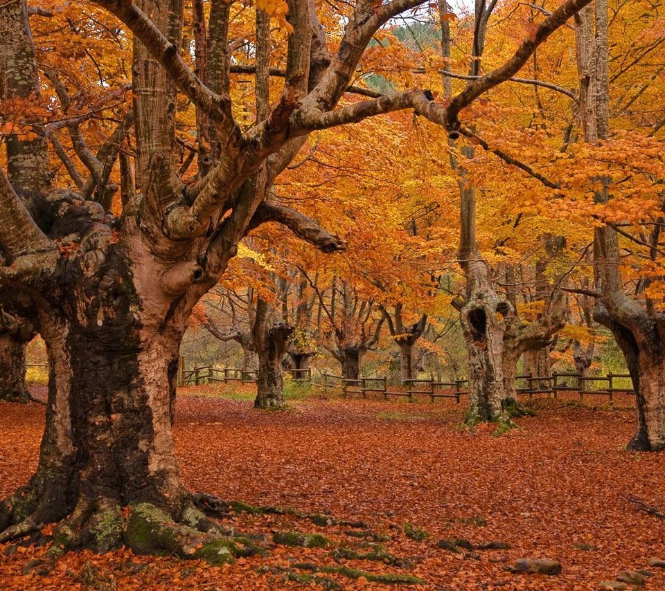 Обои деревья, листья, пейзаж, парк, осень, trees, leaves, landscape, park, autumn разрешение 1920x1200 Загрузить