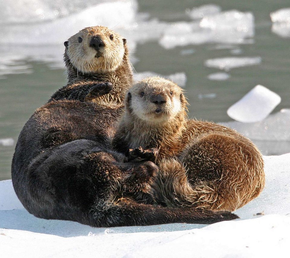 Обои вода, природа, животные, лёд, выдра, выдры, water, nature, animals, ice, otter, otters разрешение 1920x1200 Загрузить