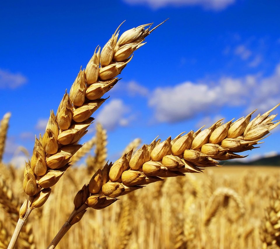 Обои небо, облака, природа, макро, поле, колосья, пшеница, the sky, clouds, nature, macro, field, ears, wheat разрешение 3872x2592 Загрузить