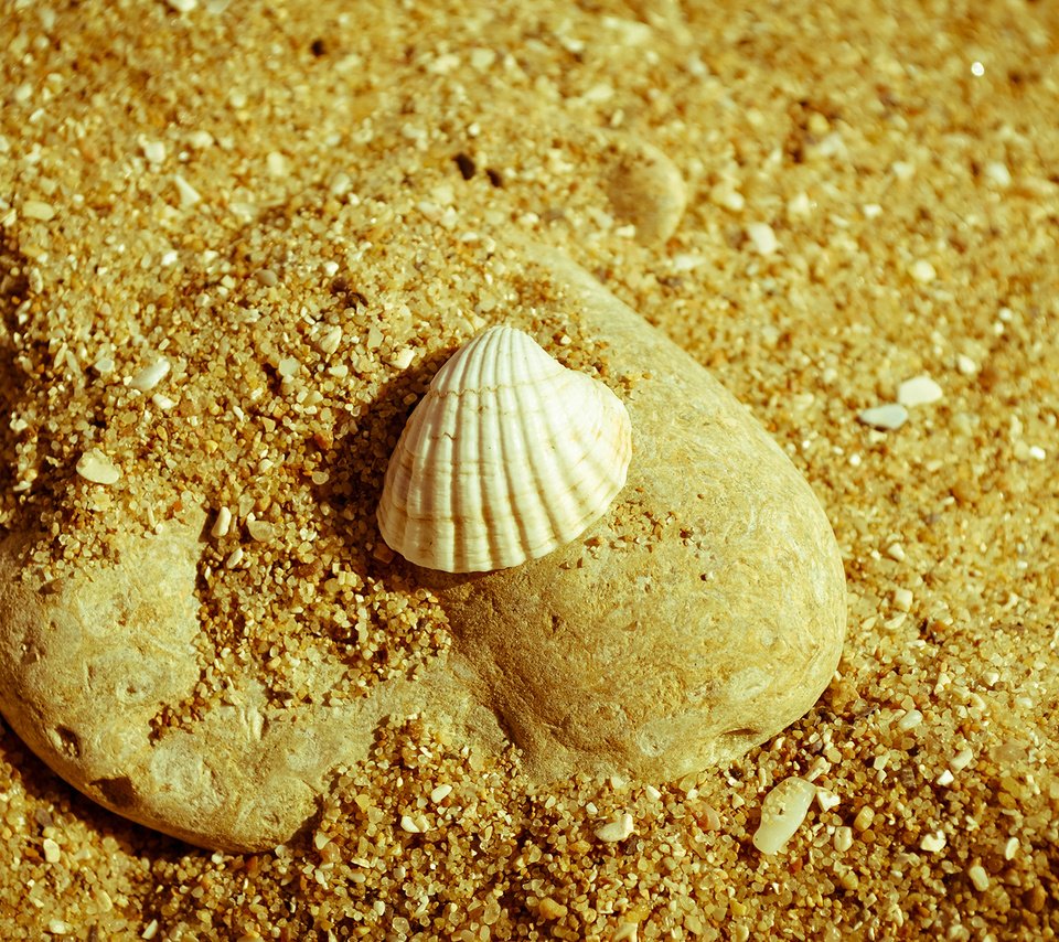 Обои природа, макро, песок, пляж, камень, ракушка, nature, macro, sand, beach, stone, shell разрешение 1920x1200 Загрузить