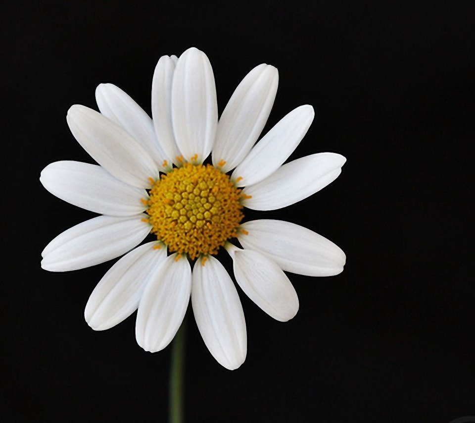 Обои макро, цветок, лепестки, ромашка, черный фон, macro, flower, petals, daisy, black background разрешение 1920x1200 Загрузить