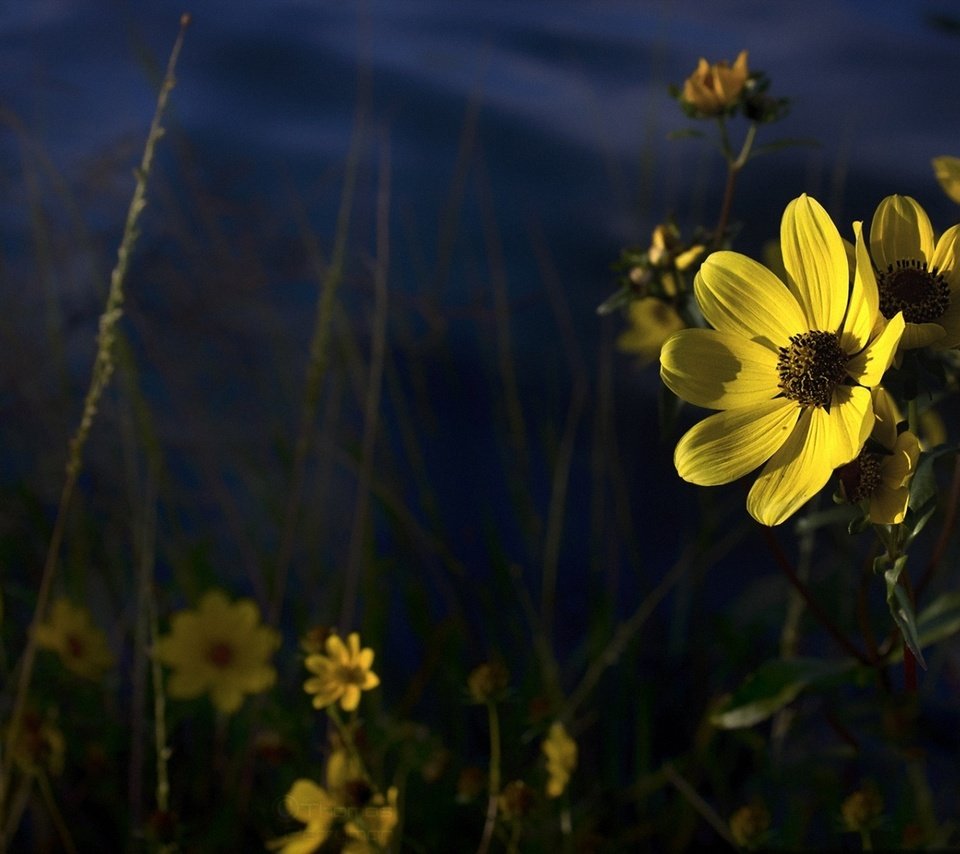 Обои цветы, лепестки, желтые, полевые цветы, flowers, petals, yellow, wildflowers разрешение 1920x1080 Загрузить