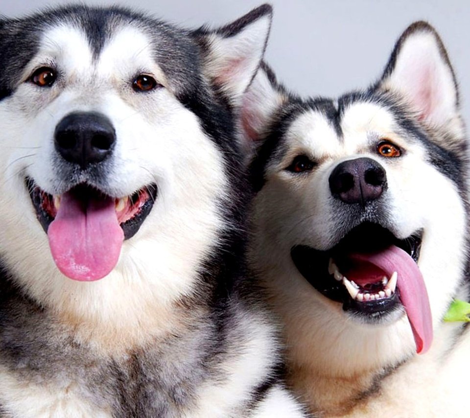 Обои пара, отдых, хаски, язык, собаки, pair, stay, husky, language, dogs разрешение 2000x1125 Загрузить