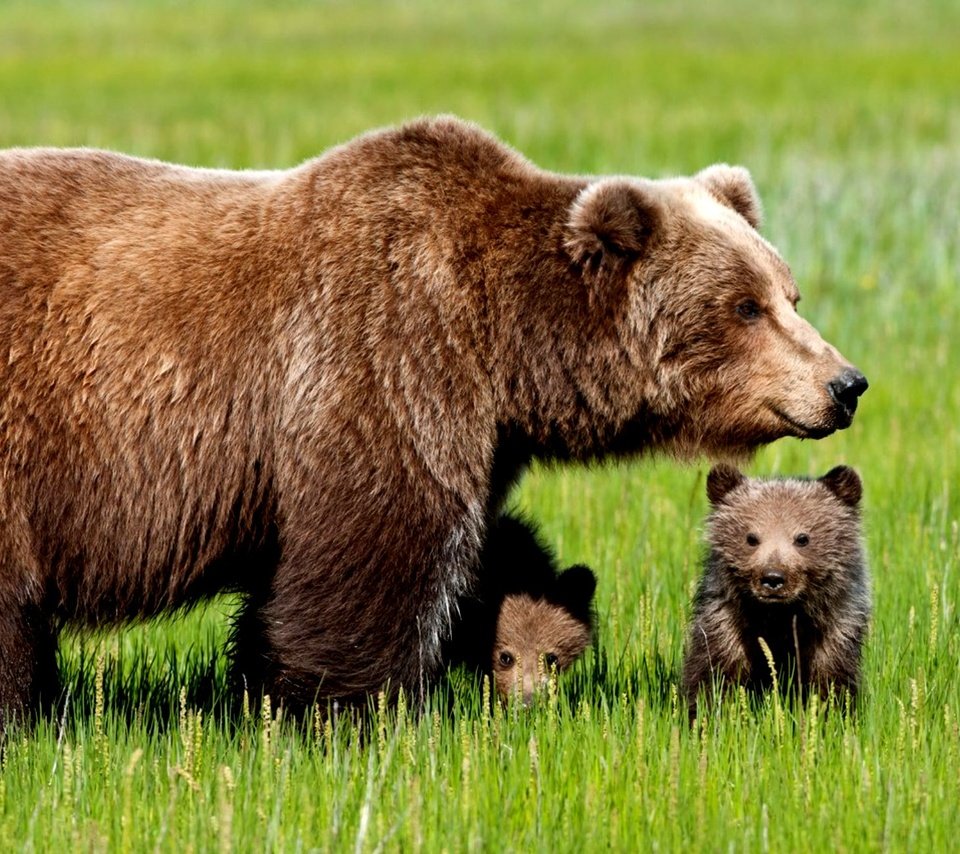 Где проживают медведи. Северная Америка медведь Гризли. Сибирский бурый медведь. Бурый медведь Брянской области.