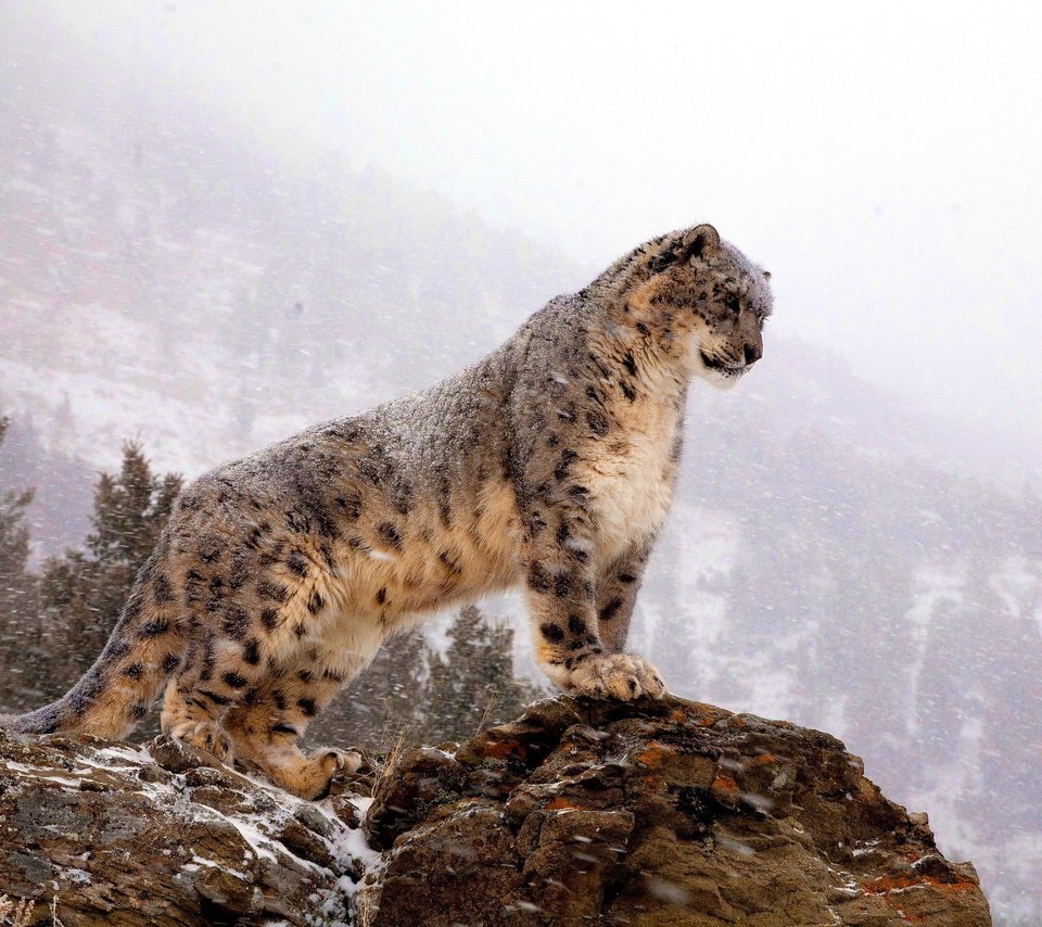 Обои горы, снег, зима, хищник, большая кошка, снежный барс, ирбис, mountains, snow, winter, predator, big cat, snow leopard, irbis разрешение 2560x1600 Загрузить