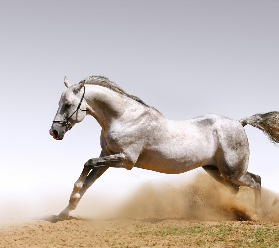 Обои лошадь, песок, пыль, конь, жеребец, белая лошадь, horse, sand, dust, stallion, white horse разрешение 2560x1600 Загрузить