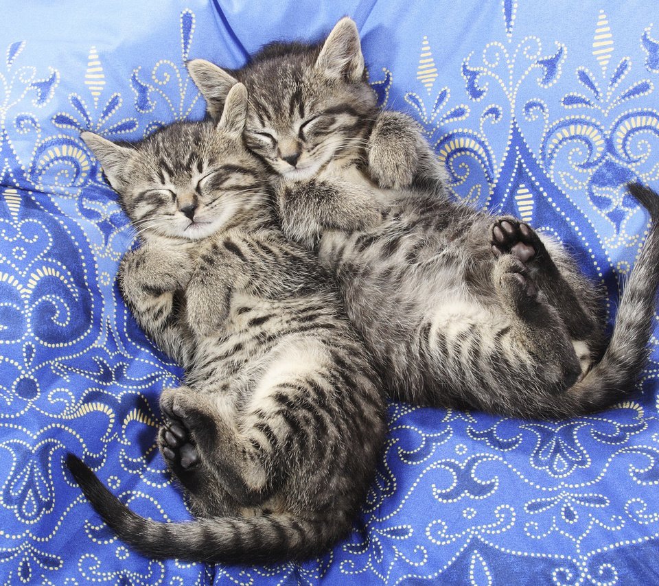 Обои сон, кошки, спят, котята, покрывало, полосатые, sleep, cats, kittens, blanket, striped разрешение 1920x1080 Загрузить