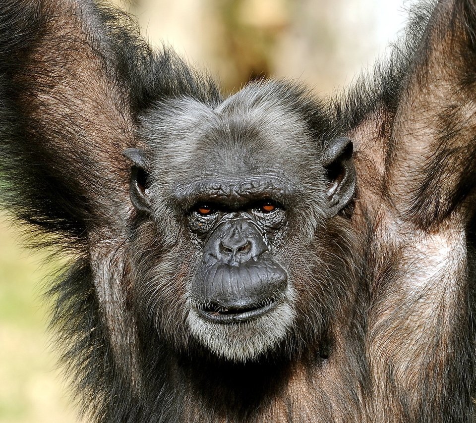 Обои природа, поза, взгляд, обезьяна, примат, шимпанзе, nature, pose, look, monkey, the primacy of, chimpanzees разрешение 1920x1200 Загрузить
