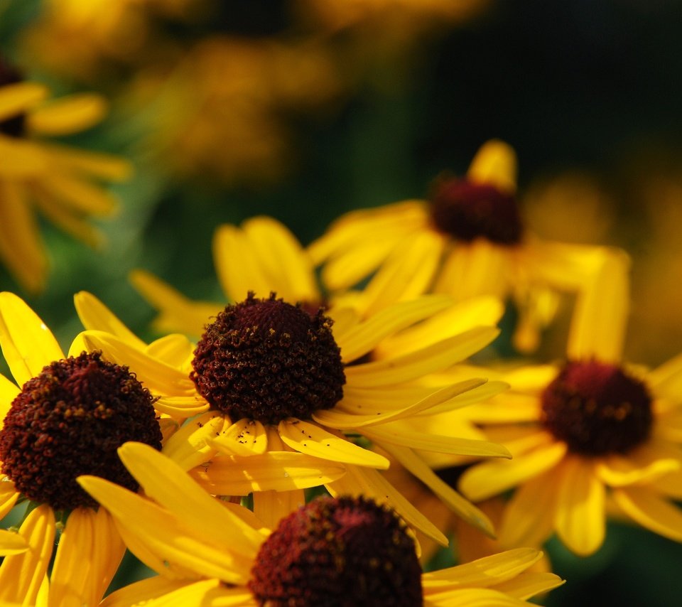 Обои цветы, макро, лепестки, желтые, рудбекия, flowers, macro, petals, yellow, rudbeckia разрешение 3872x2592 Загрузить