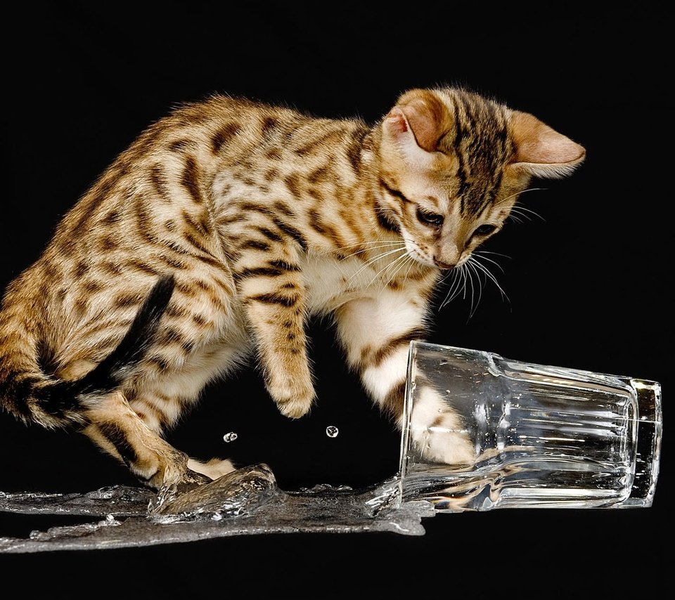 Обои вода, кошка, котенок, черный фон, стакан, бенгальский, озорник, water, cat, kitty, black background, glass, bengal, naughty разрешение 1920x1200 Загрузить