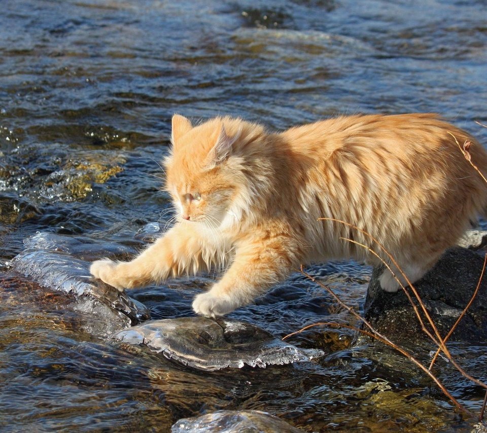 Обои вода, камни, ручей, кот, кошка, рыжий, рыжий кот, бесстрашный, исследователь, researcher, water, stones, stream, cat, red, red cat, fearless разрешение 2560x1600 Загрузить