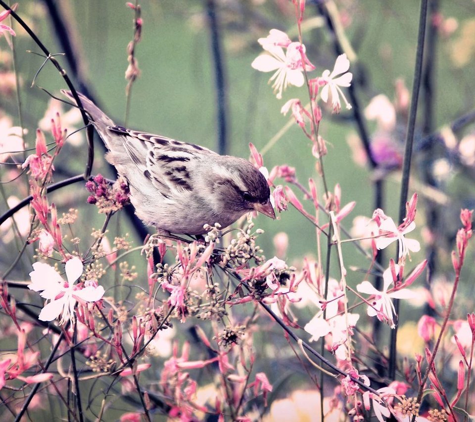 Обои цветы, ветки, птица, воробей, flowers, branches, bird, sparrow разрешение 1920x1067 Загрузить