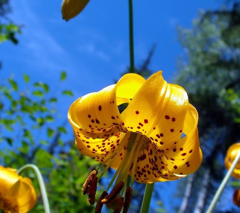 Обои небо, цветы, лепестки, тычинки, лилии, желтые, the sky, flowers, petals, stamens, lily, yellow разрешение 1920x1080 Загрузить