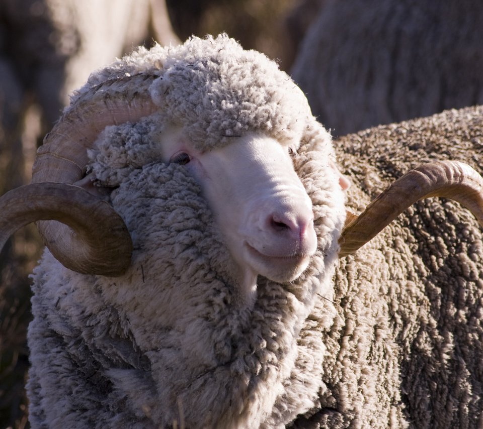 Обои шерсть, рога, баран, овца, закрученные, меринос, рогатый, wool, horns, ram, sheep, twisted, merino, horny разрешение 2560x1600 Загрузить