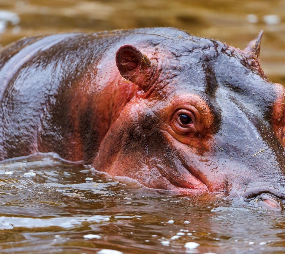 Обои морда, вода, бегемот, face, water, hippo разрешение 4256x2832 Загрузить