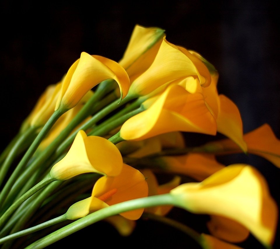 Обои цветы, черный фон, букет, желтые, каллы, flowers, black background, bouquet, yellow, calla lilies разрешение 2550x1695 Загрузить