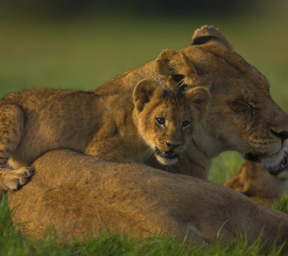 Обои семья, львица, львёнок, прайд, family, lioness, lion, pride разрешение 2560x1600 Загрузить