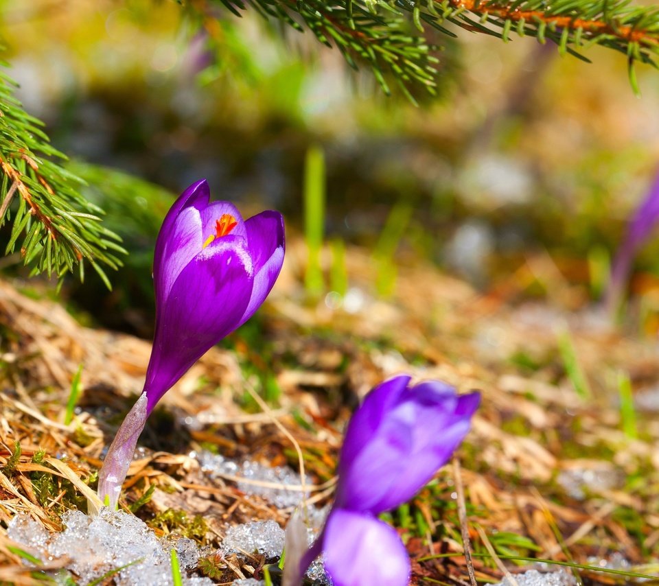 Обои цветы, трава, снег, хвоя, ель, сухая, первоцвет, крокус, flowers, grass, snow, needles, spruce, dry, primrose, krokus разрешение 2880x1800 Загрузить