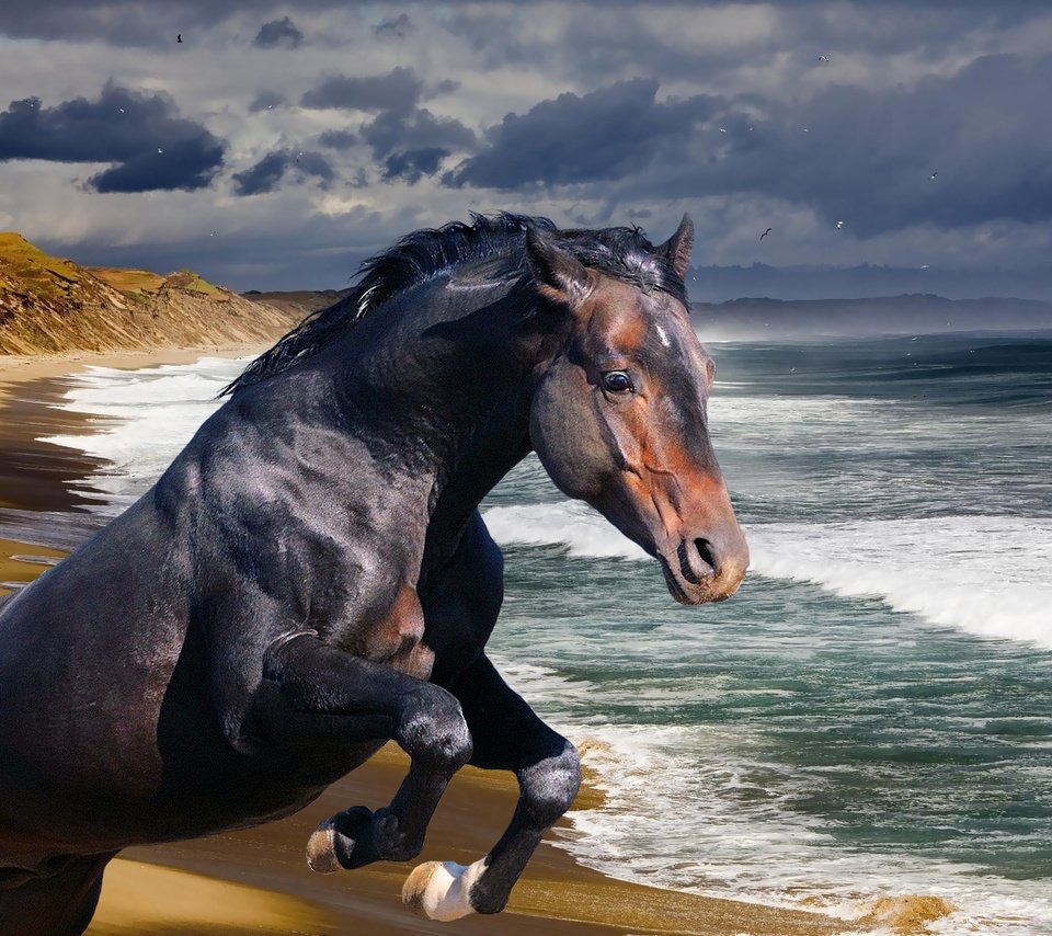 Обои лошадь, берег, волны, море, океан, конь, жеребец, horse, shore, wave, sea, the ocean, stallion разрешение 1920x1080 Загрузить