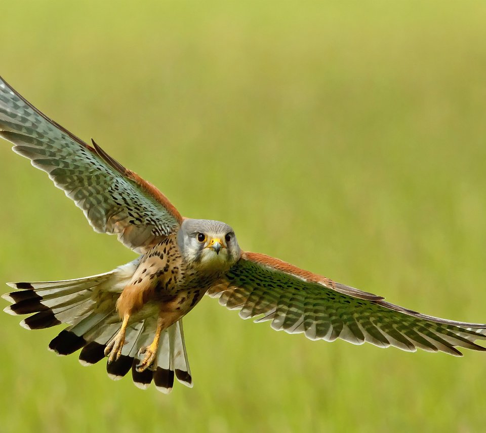 Обои полет, крылья, птица, взмах, пустельга, flight, wings, bird, stroke, kestrel разрешение 1920x1170 Загрузить