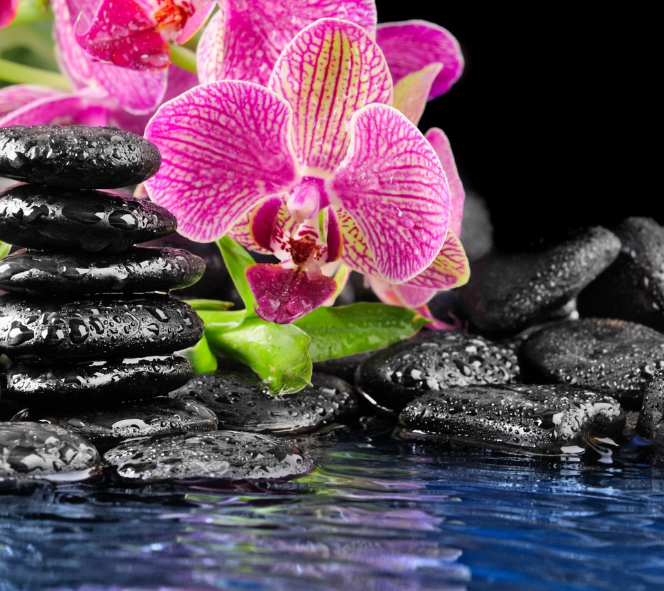 фото орхидеи на заставку телефона красивые