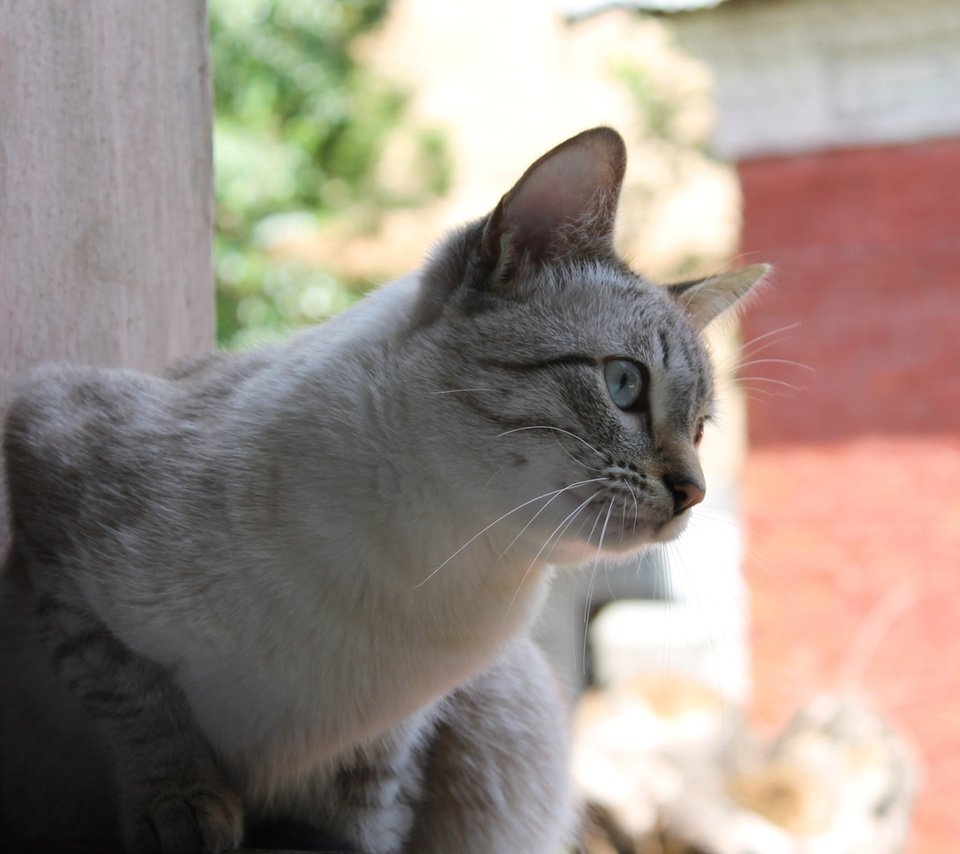 Обои кот, кошка, серый, улица, сидит, окно, любопытство, cat, grey, street, sitting, window, curiosity разрешение 1920x1200 Загрузить