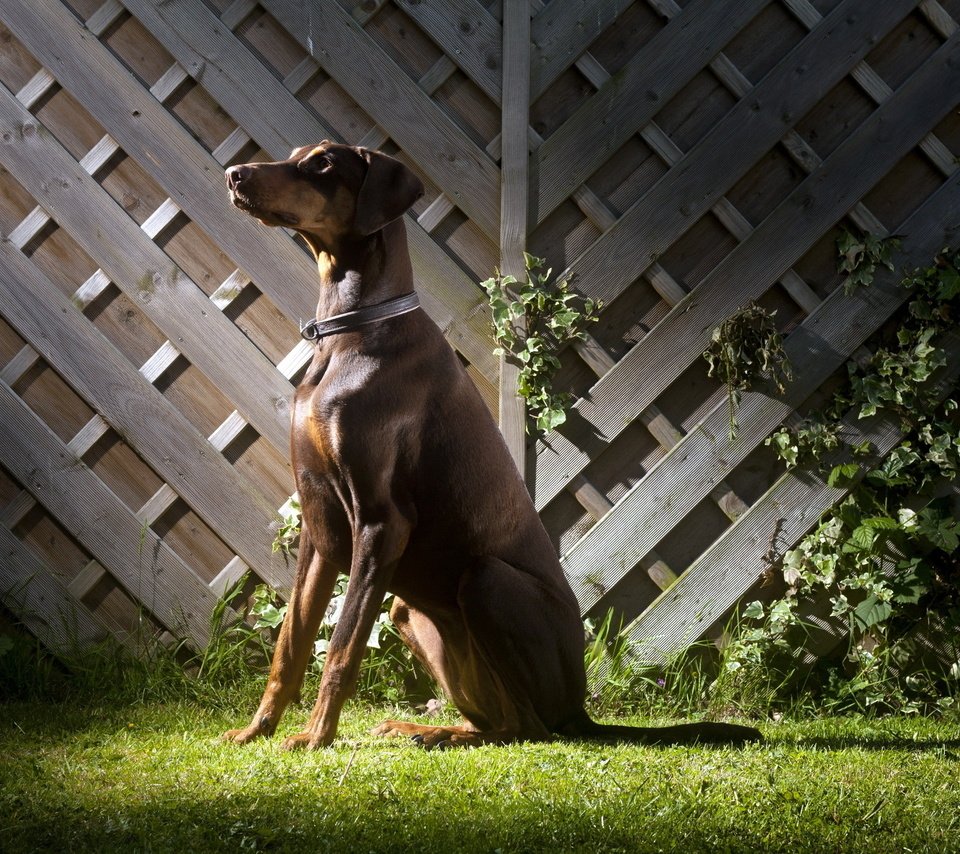 Обои трава, забор, собака, ошейник, доберман, стойка, grass, the fence, dog, collar, doberman, stand разрешение 2560x1600 Загрузить