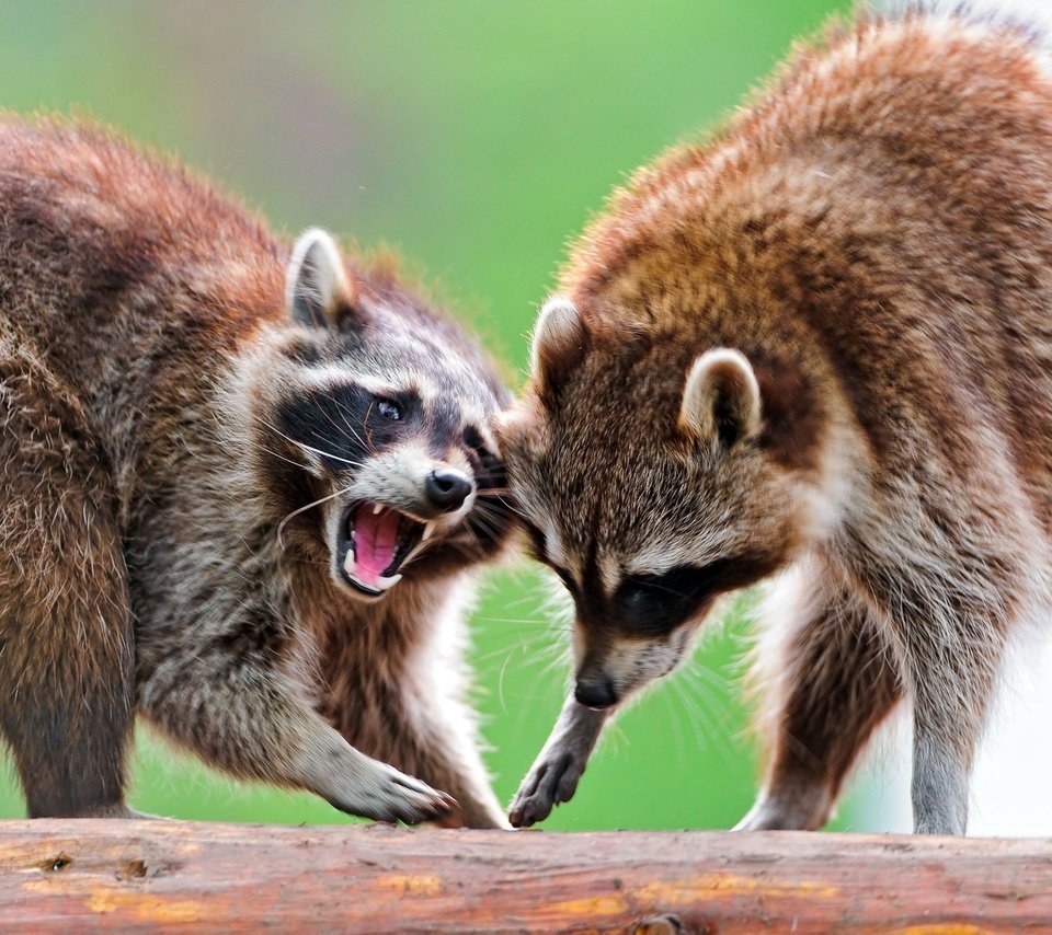 Обои природа, животные, еноты, бревно, енот, ссора, nature, animals, raccoons, log, raccoon, fight разрешение 1920x1200 Загрузить