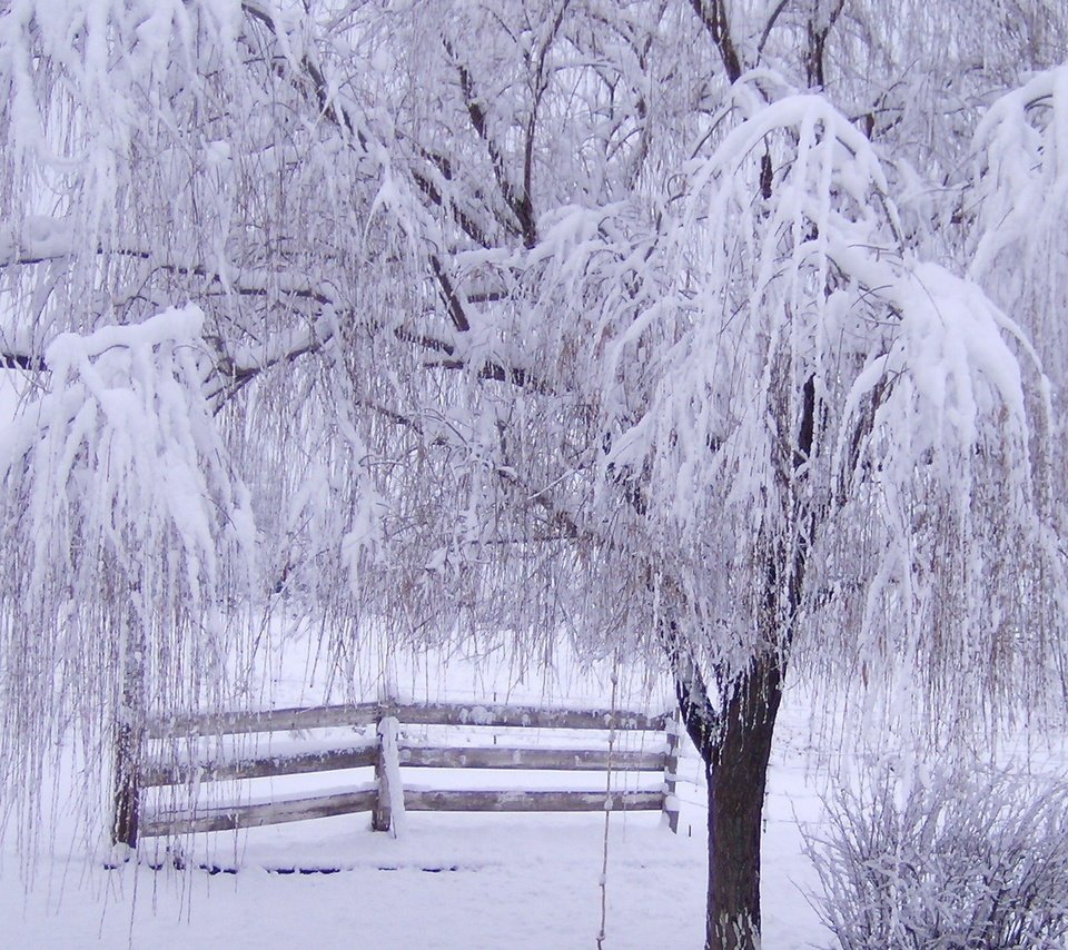 Обои снег, дерево, зима, ветки, мороз, иней, забор, зимний лес, snow, tree, winter, branches, frost, the fence, winter forest разрешение 1920x1200 Загрузить