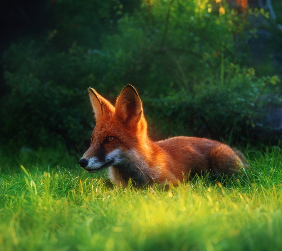 Обои трава, лето, рыжая, лиса, лисица, grass, summer, red, fox разрешение 2034x1416 Загрузить