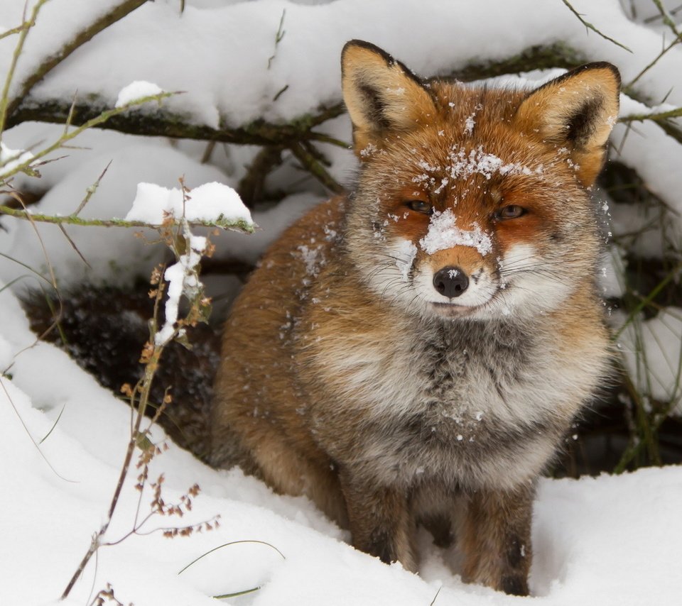 Обои снег, зима, ветки, взгляд, лиса, лисица, нора, snow, winter, branches, look, fox, nora разрешение 1920x1200 Загрузить