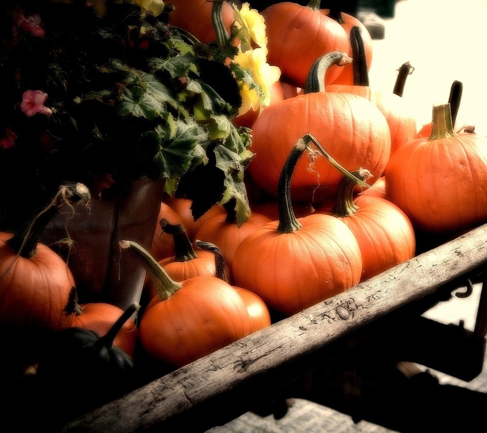 Обои осень, урожай, овощи, тыква, телега, autumn, harvest, vegetables, pumpkin, cart разрешение 2560x1600 Загрузить