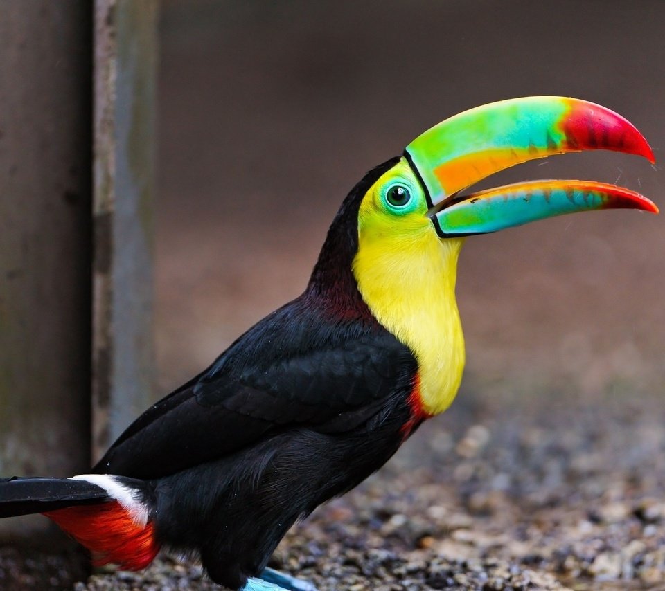 Обои птица, тукан, клюв, оперение, красивый тукан, bird, toucan, beak, tail, beautiful toucan разрешение 1920x1200 Загрузить