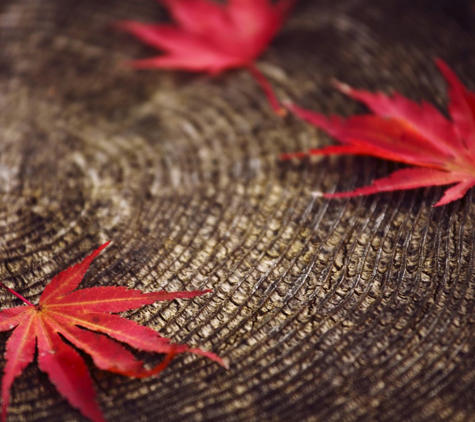 Обои листья, макро, красные, размытость, пенек, осенние, leaves, macro, red, blur, stump, autumn разрешение 2560x1600 Загрузить