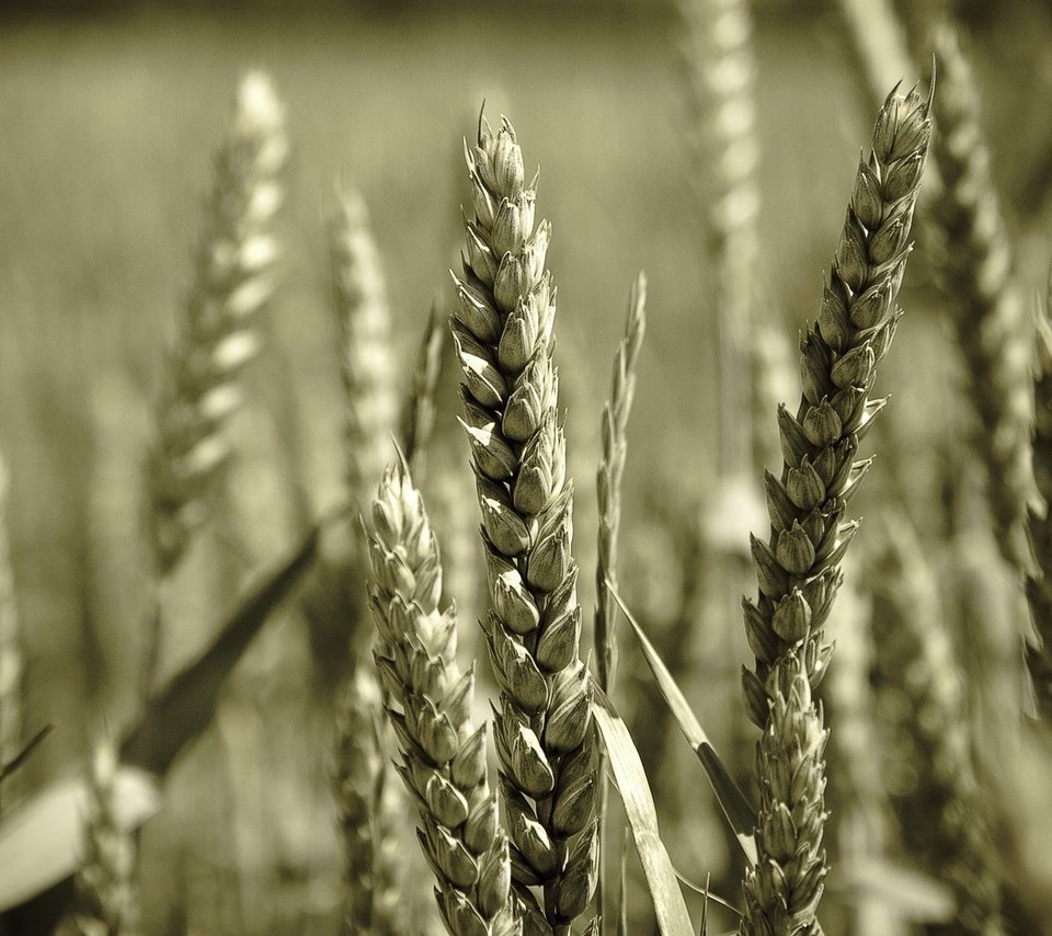 Обои макро, поле, колосья, пшеница, колоски, macro, field, ears, wheat, spikelets разрешение 1920x1200 Загрузить