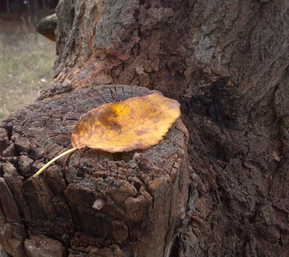 Обои осень, лист, пень, autumn, sheet, stump разрешение 3264x2448 Загрузить
